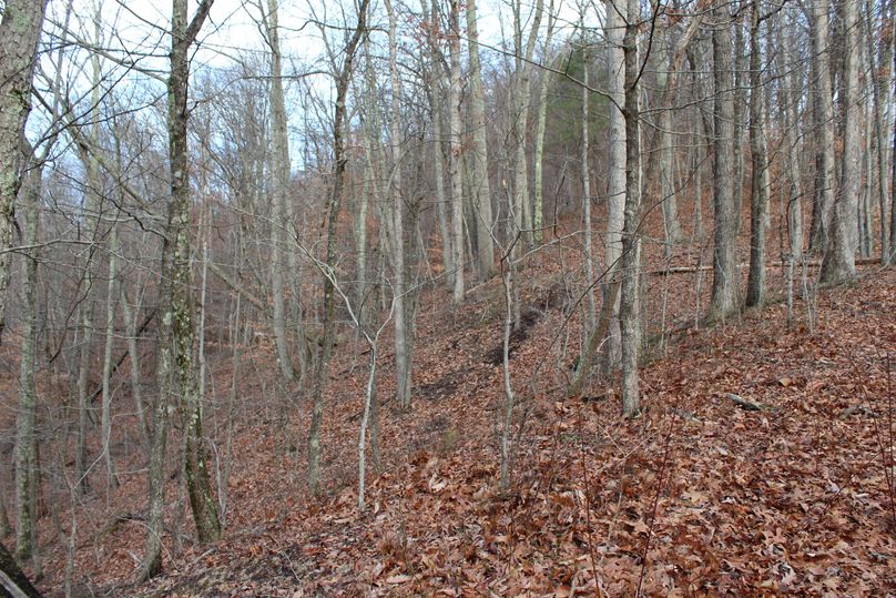 031 hardwood timbered point along the north boundary near the saddle