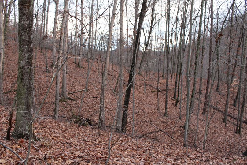 037 hardwood secondary point descending toward the creek