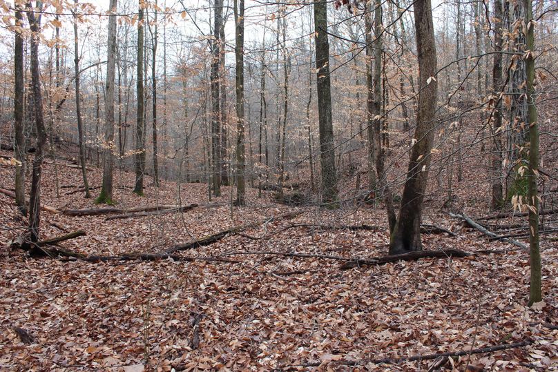 034 maple and poplar dominated flats