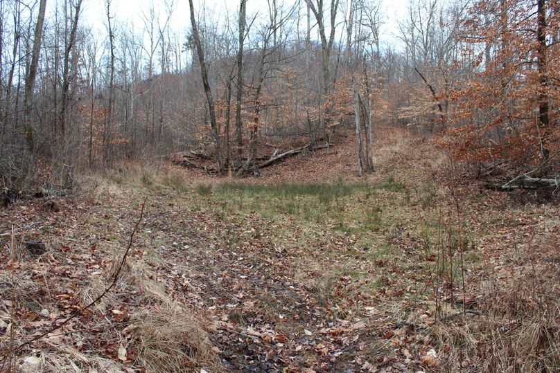 036 small forest clearing