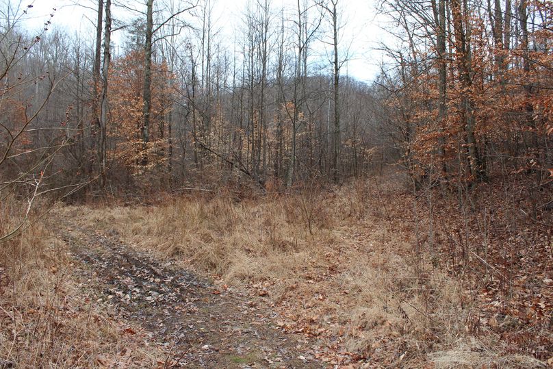 038 forest clearing near the southernmost boundary