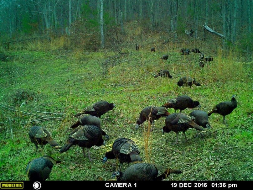 005 tc powell 76 neal