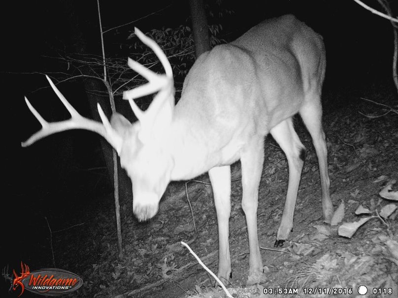 006 tc powell 76 neal