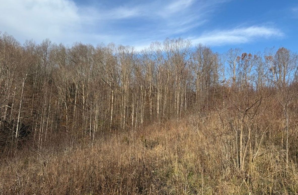 004 lush old field growth, perfect browse and cover for resident wildlife