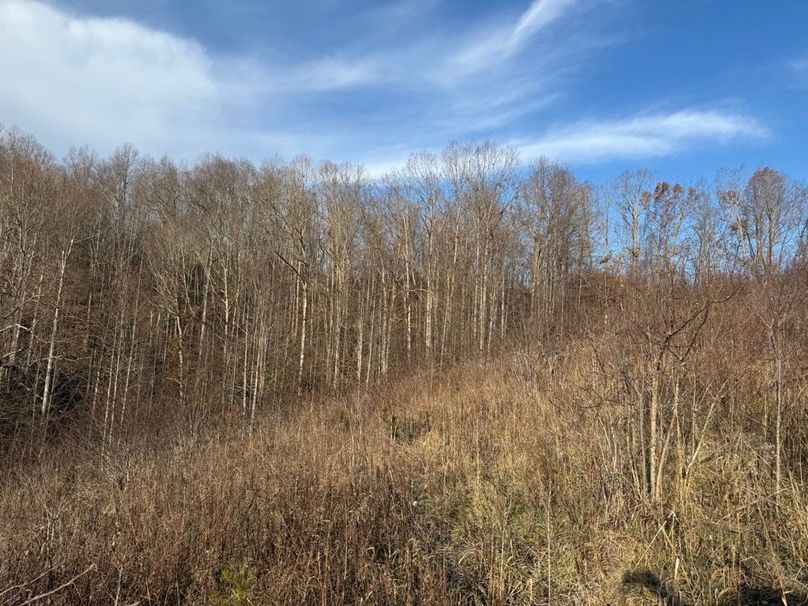 004 lush old field growth, perfect browse and cover for resident wildlife