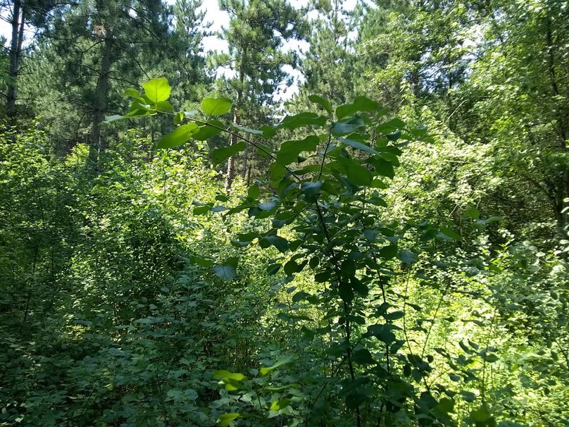 Img 20190715 130953272