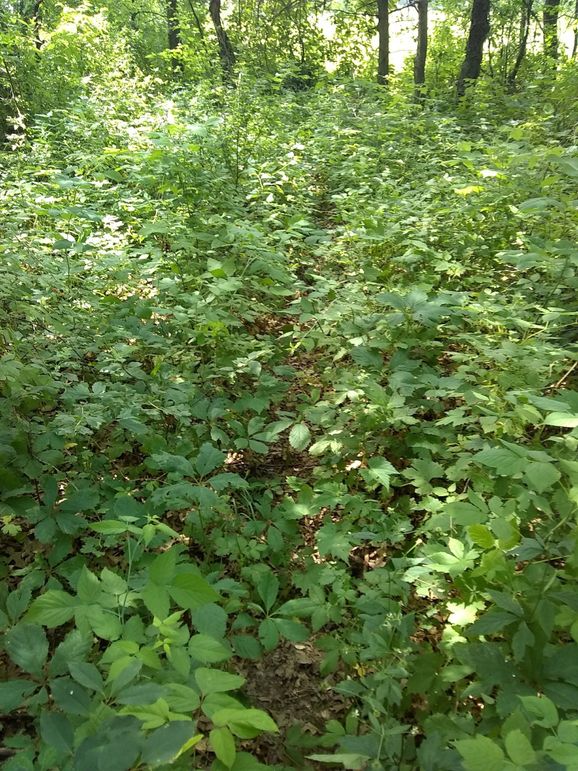 Img 20190715 134038615