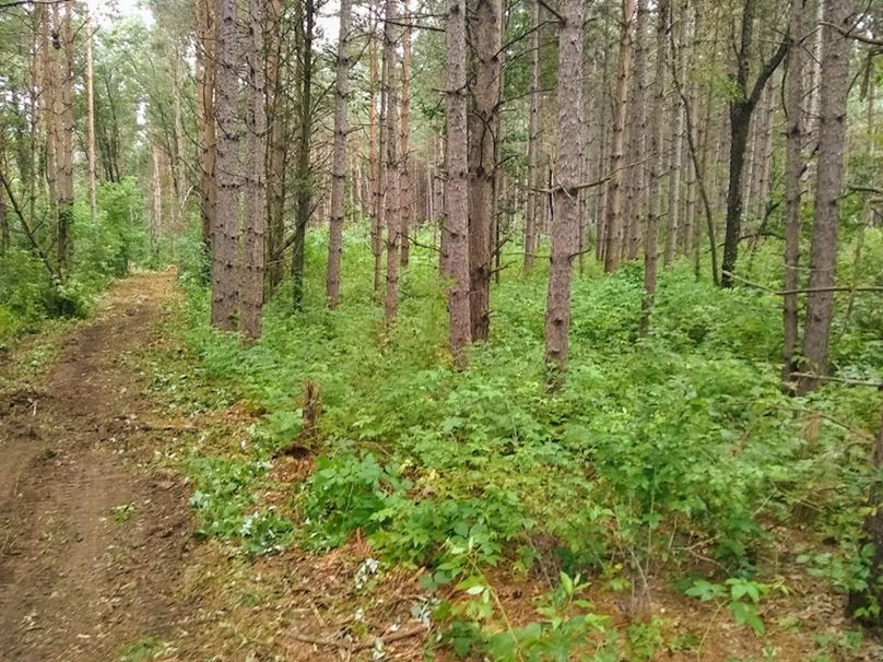 Img 20190726 095528121