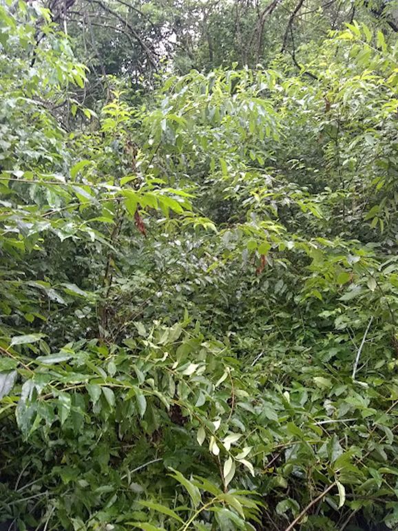 Img 20190726 100412085