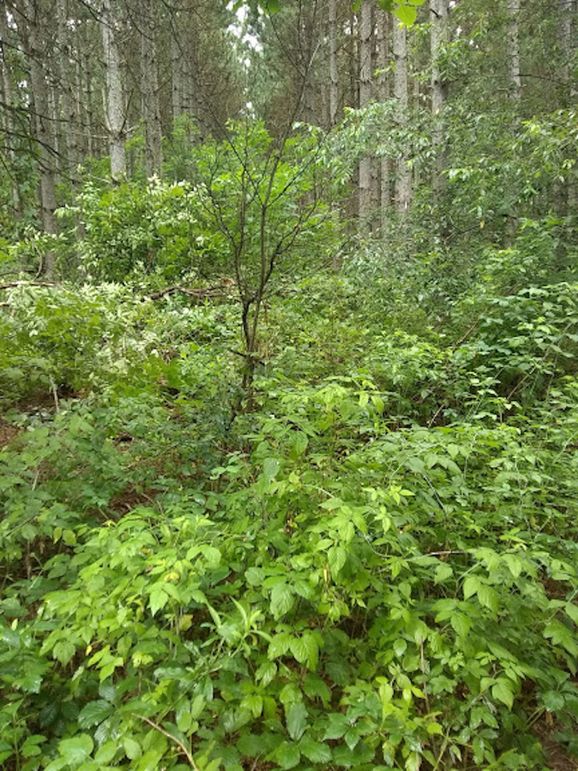 Img 20190726 103019838