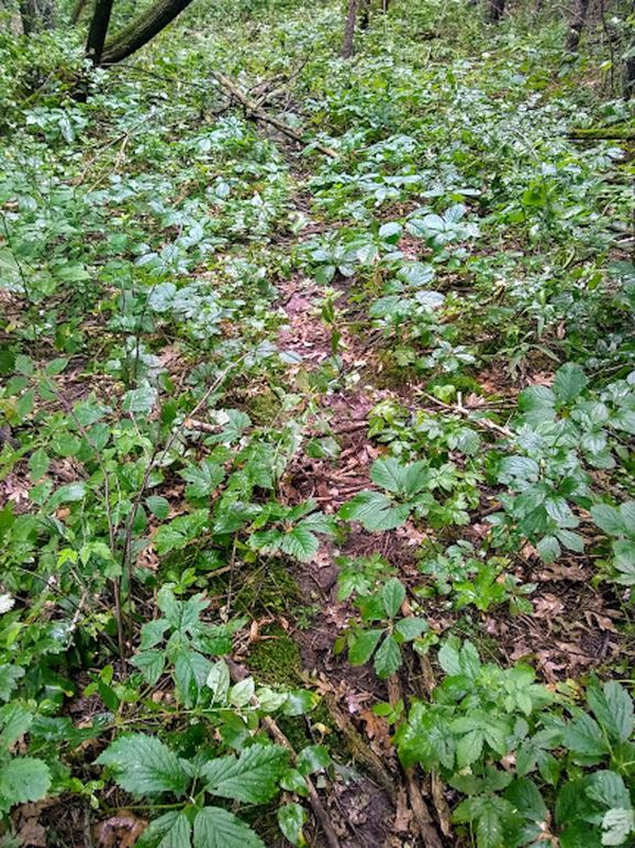 Img 20190726 104438042