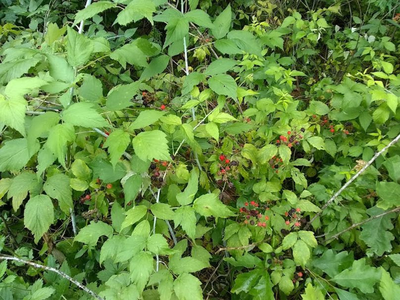 Img 20190726 114257863