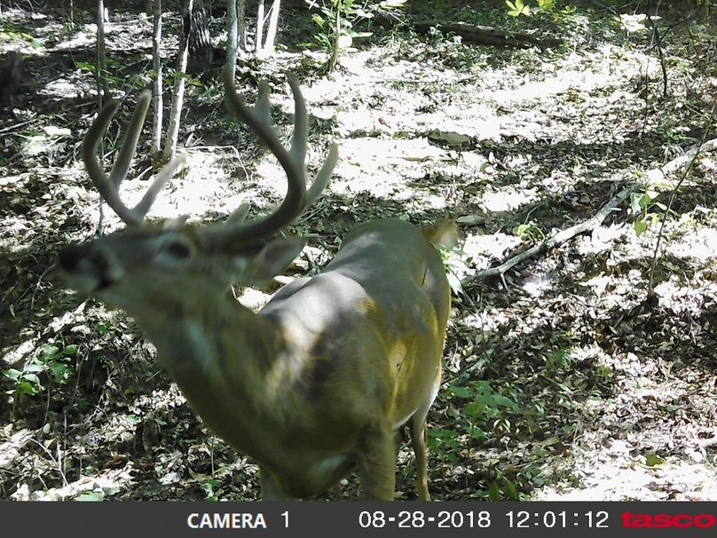 002 mature buck posing for a close-up last year just before shedding his velvet