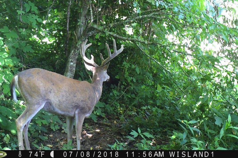 009 this nice bucks belly is getting the best of him as he makes his way to the soybeans