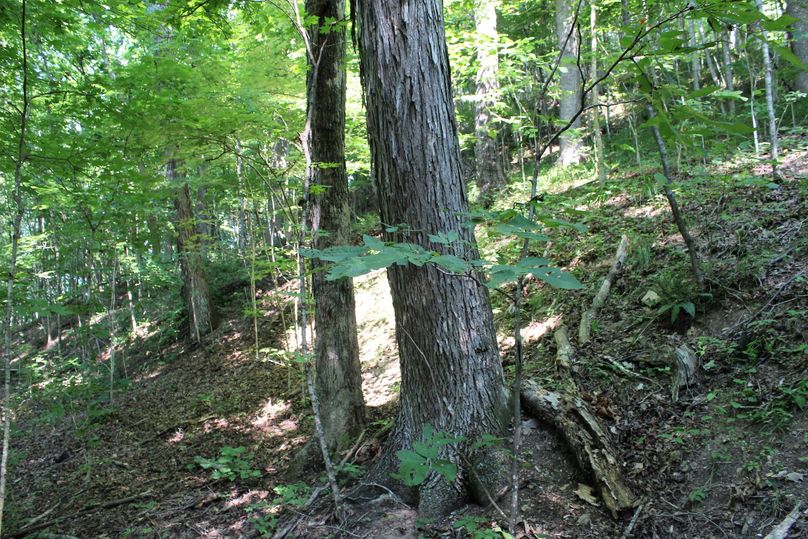 025 mature shaggy bark hickory on a south facing slope