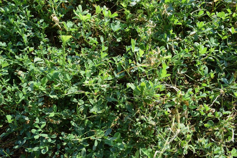 0422 lush alfalfa