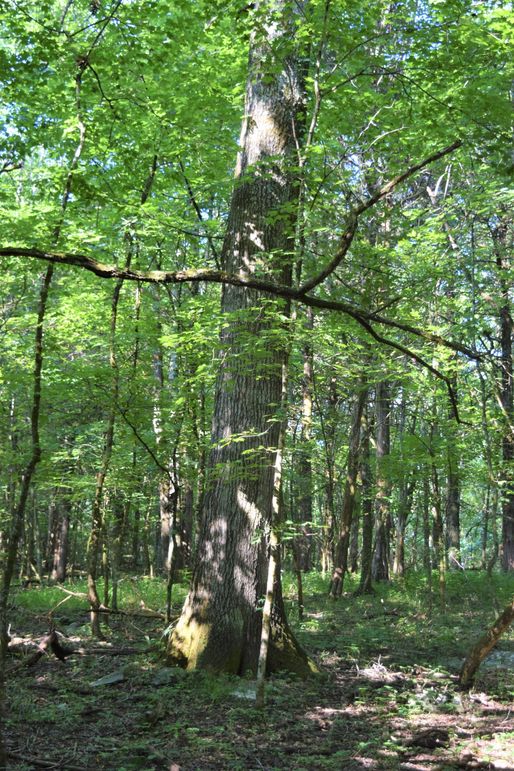 0653 mature oak timber