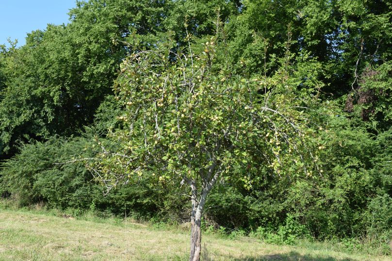 0251 apple tree loaded and ready for early bow season