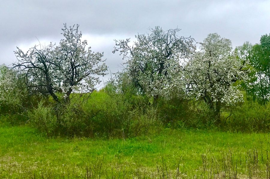 115 apple trees