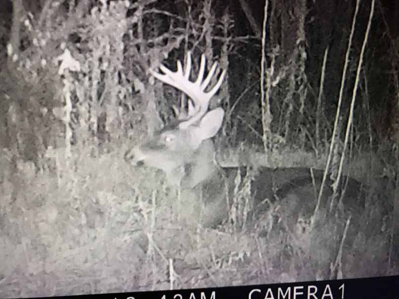 77 trail cam