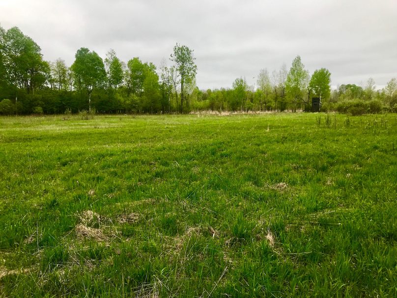 81 back plot and blind