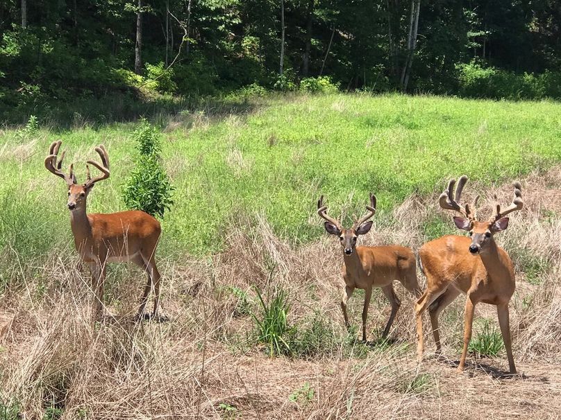 Game pic 1 august 2020