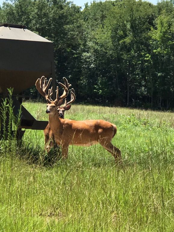 Game pic 2 august 2020