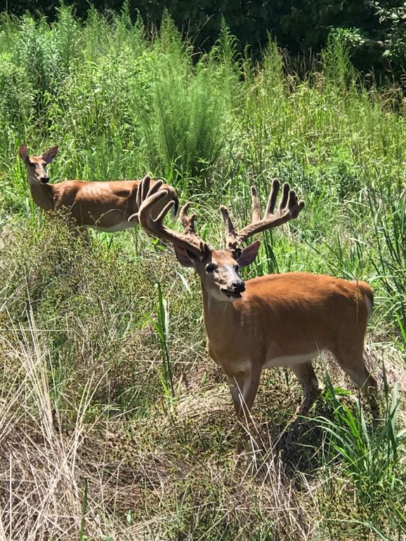 Game pic 3 august 2020