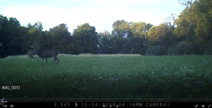 Deer snip 2