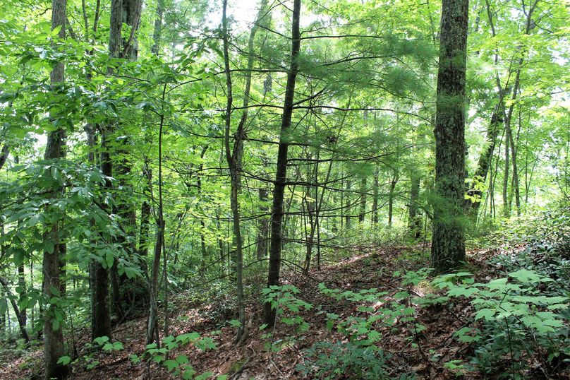 004 ridgetop point rolling off to the south