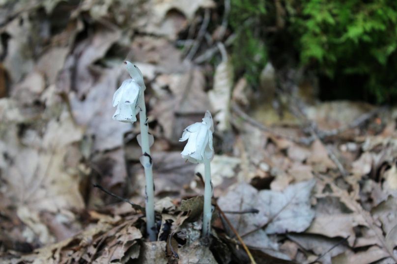 006 not sure what this little plant is, but it looked cool so i snapped a picture