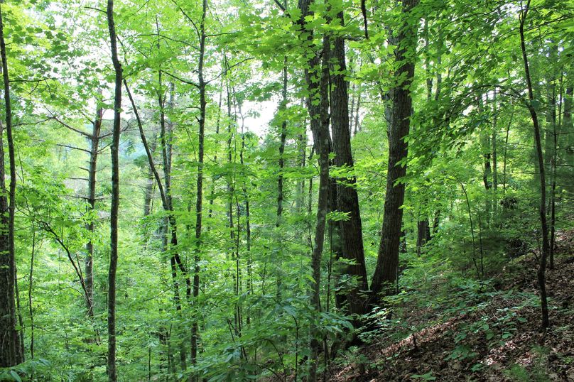 008 upper bench slope in the center portion of the property