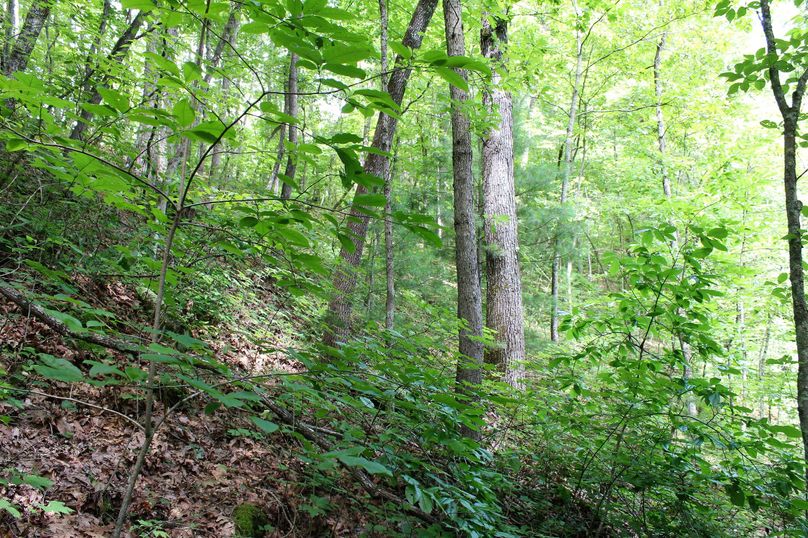 013 northeast facing slope along the upper reaches of the property