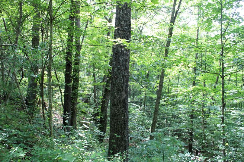 010 good stand of harvestable timber on this property