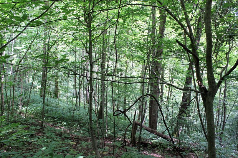 011 north facing valley with grapevines