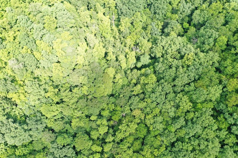 016 drone shot in the southeast portion of the property looking straight down into the canopy