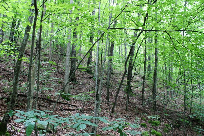 019 mildly sloping hardwoods along a west facing point