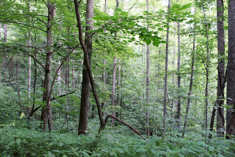 021 lush growth in the mid valley elevations