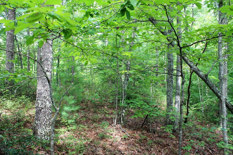 026 excellent variety of habitat along this narrow ridgetop
