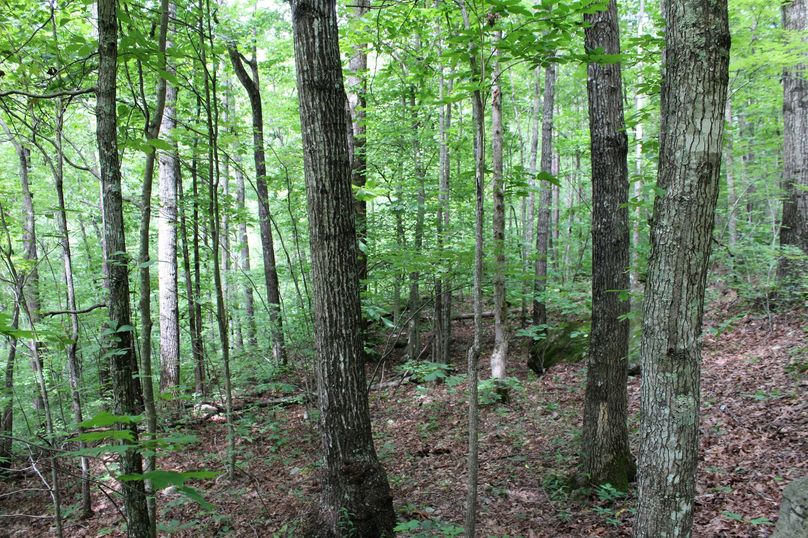 028 nice variety of harvestable timber throughout much of the property