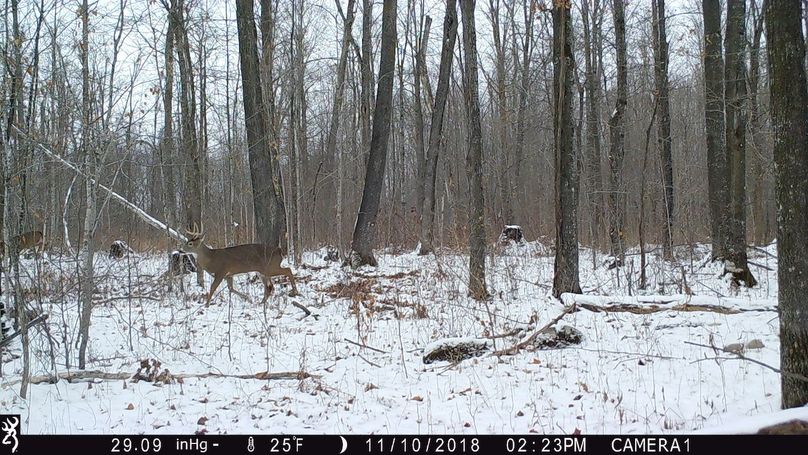 2018-11-10 deer14.23.13
