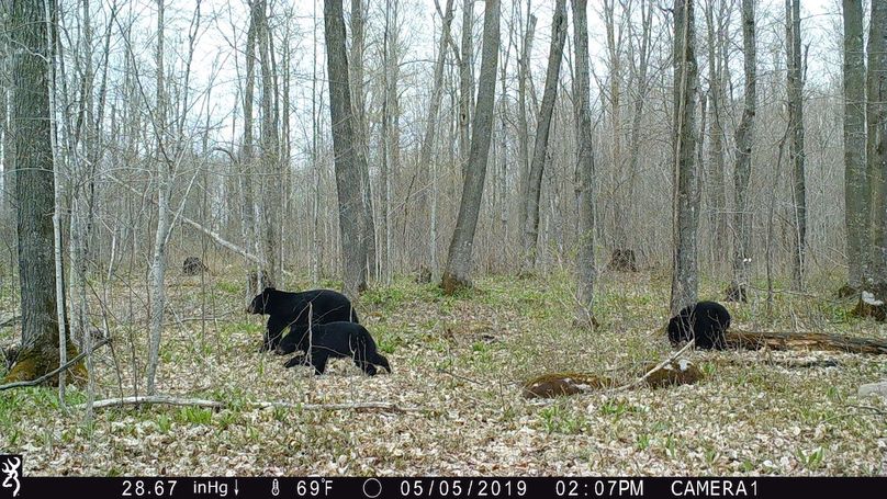 2019-05-05 bear14.07.51