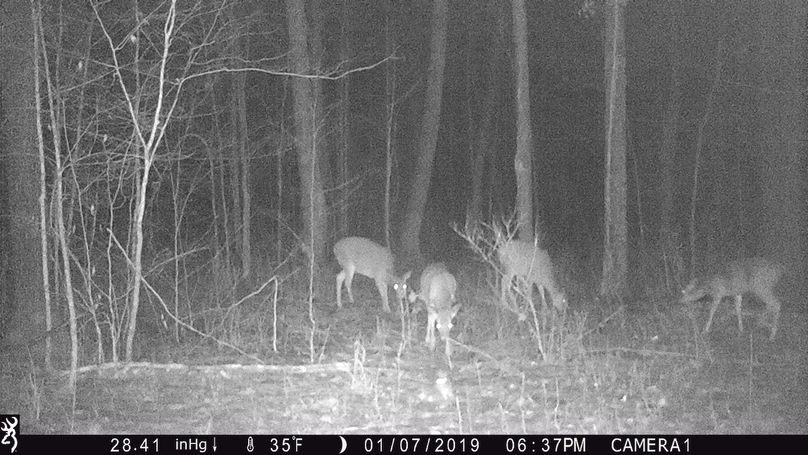 2019-01-07 4deer18.37.52