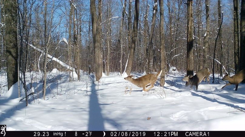 2019-02-08 3deer12.21.54