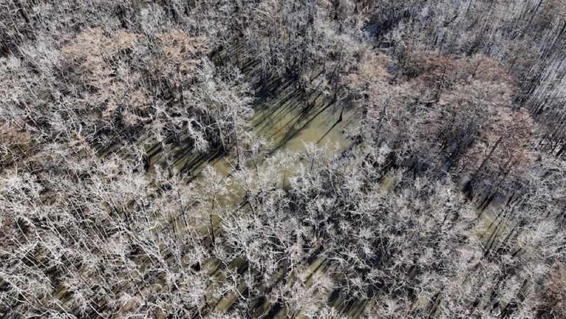 swamp20260501_0219