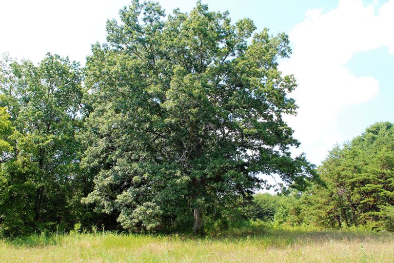 040 large farm oak, one of the best shaped black oaks ive ever seen