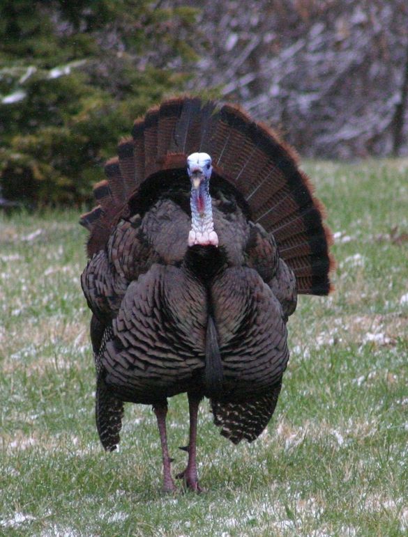 Gobbler