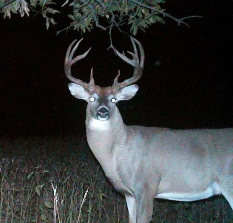 Ridge buck resized-1