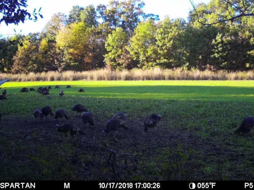 Turkeys