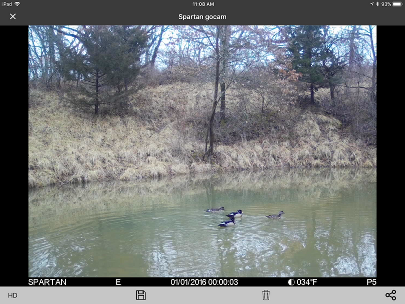 Wood ducks in pond